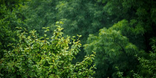 Дожди охватят всё Приморье: уточнение прогноза на 22 августа