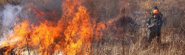 В Приморье введён «оранжевый» уровень опасности из-за лесных пожаров