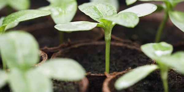 Свежие овощи, продукты и саженцы можно купить на ярмарке во Владивостоке