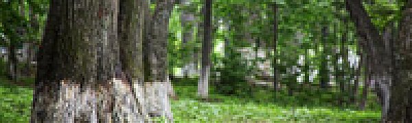 Зеленые насаждения улучшают здоровье горожан