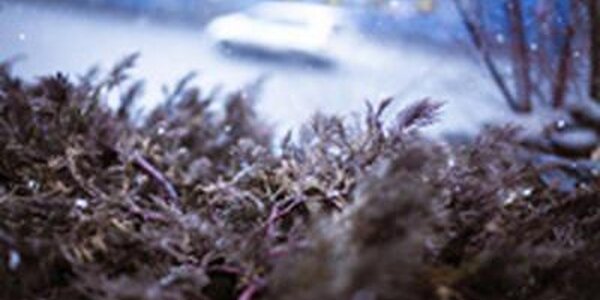 Небольшой снег возможен в Приморье в среду