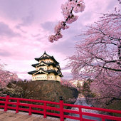 В столице Японии зацвела сакура