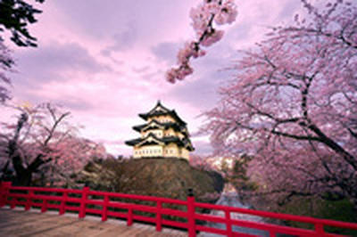 В столице Японии зацвела сакура