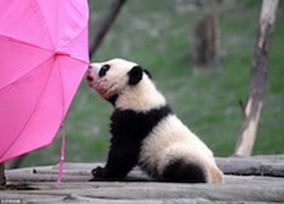 В Китае за месяц родились шесть панд