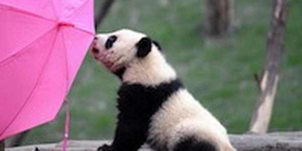В Китае за месяц родились шесть панд