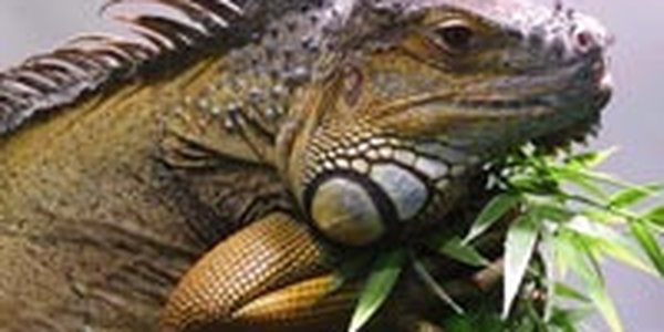 В Амурской области завелись игуаны