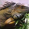 В Амурской области завелись игуаны