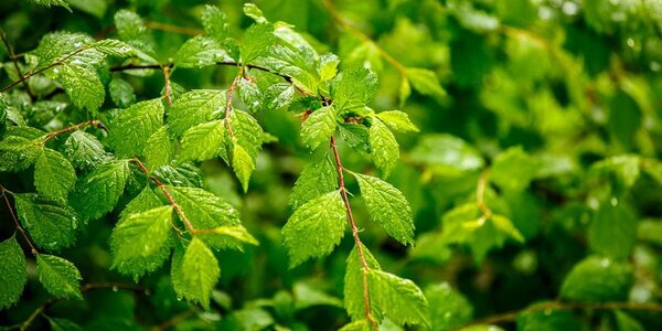Последняя неделя лета в Приморье начнется с небольших и умеренных, местами сильных дождей (ТРАЕКТОРИЯ ЦИКЛОНА)