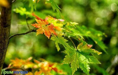 В четверг погода в Приморье ожидается без осадков