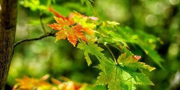 В четверг погода в Приморье ожидается без осадков