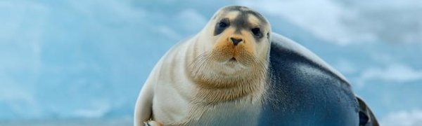 Изменения климата признали фактором, напрямую угрожающим видам