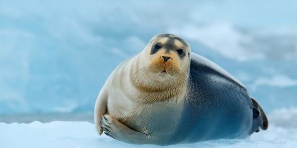 Изменения климата признали фактором, напрямую угрожающим видам