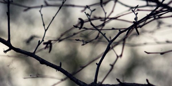 Ночью во Владивостоке похолодает до −3 °С