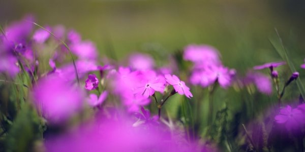 Выходные в Приморье: в центральных районах жара, на севере — грозовые дожди