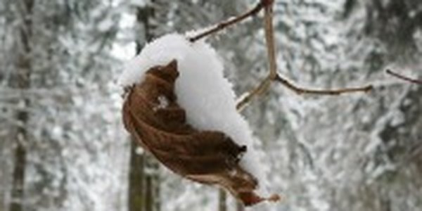 За осадками в Приморье придут гололед и новая волна холода