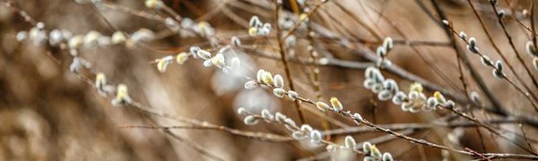 Высокая пожарная опасность сохраняется на западе и юго-западе Приморья