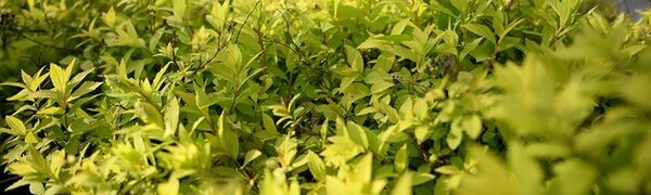 Стало известно, с какой погоды начнется июль в Приморье