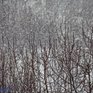 Завтра днём в Приморье начнётся снег