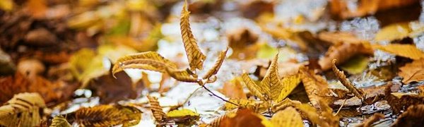 Что нужно знать при наступлении заморозков (ПАМЯТКА)