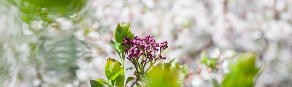 Прогноз аномалий температуры и осадков на май