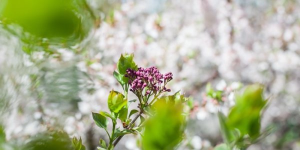 Прогноз аномалий температуры и осадков на май