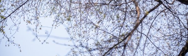 В финале апреля Приморье накрыли туманы