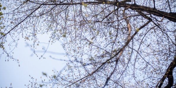 В финале апреля Приморье накрыли туманы