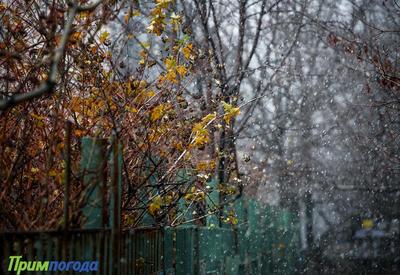 Сегодня в Приморье пройдут дожди, местами со снегом