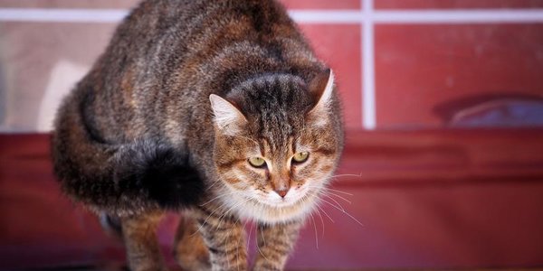 С середины недели осадки в Приморье прекратятся, но похолодает