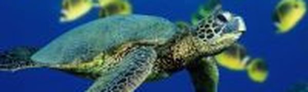Беспрецедентная акция по спасению черепах началась в Мексиканском заливе