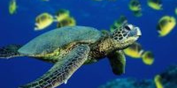 Беспрецедентная акция по спасению черепах началась в Мексиканском заливе