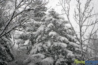 Высота снежного покрова в Кавалеровском и Ольгинском районах 100 — 114 см
