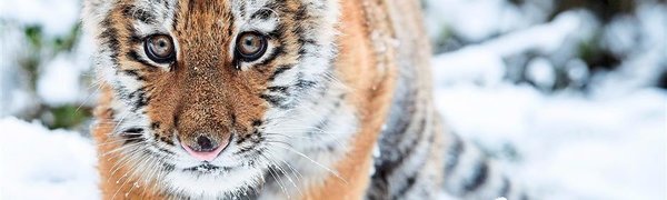 Раненый тигрёнок найден в Приморье