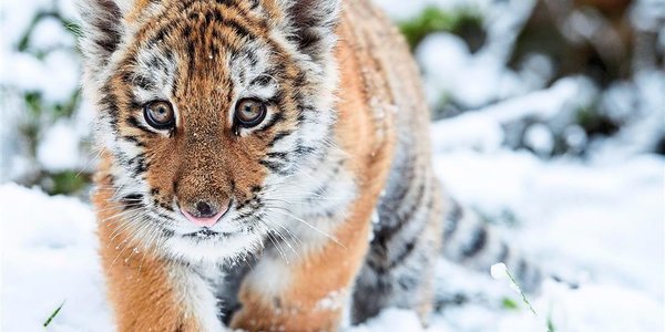 Раненый тигрёнок найден в Приморье