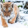 Раненый тигрёнок найден в Приморье