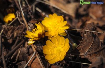 В Приморье нарастает класс пожароопасности леса 