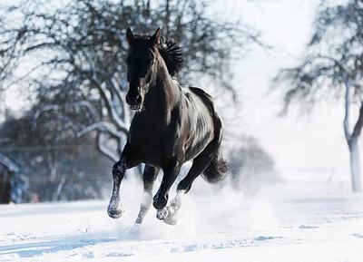 Лошади радуются глубокому снегу (ВИДЕО)