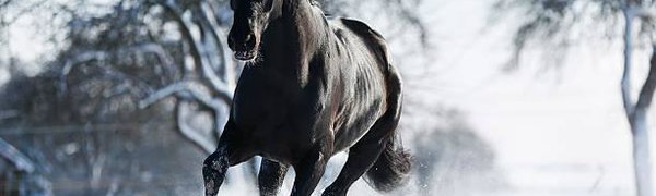 Лошади радуются глубокому снегу (ВИДЕО)