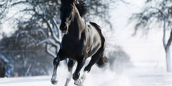 Лошади радуются глубокому снегу (ВИДЕО)