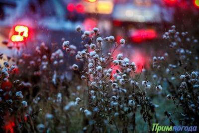 Cнег, на юге края с дождем, гололедные явления: всё о погоде в Приморье в среду