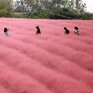 «Розовые облака» зацвели на полях в Азии (ФОТО)