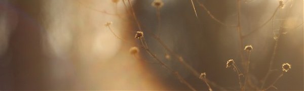 Осеннее тепло задержится в Приморье до конца рабочей недели