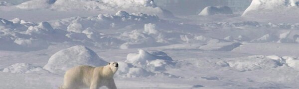 Как аномально теплая зима повлияла на белых медведей Арктики