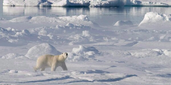 Как аномально теплая зима повлияла на белых медведей Арктики
