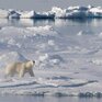 Как аномально теплая зима повлияла на белых медведей Арктики