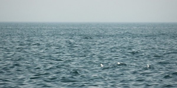 Непогода во Владивостоке стала причиной отмены морского прибрежного сообщения