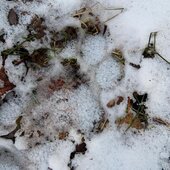 Ноябрь в Сихотэ-Алинском заповеднике: зима пришла в последний день ноября