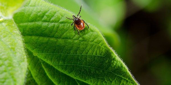 В Приморье началась вакцинация от клещевого энцефалита