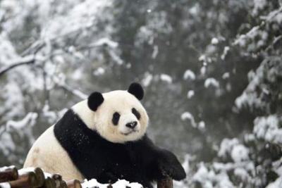 На северо-восток Китая обрушились сильные снегопады