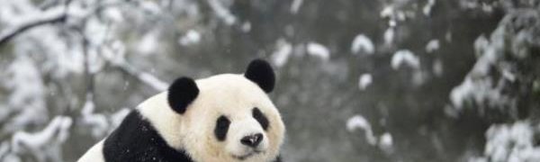 На северо-восток Китая обрушились сильные снегопады